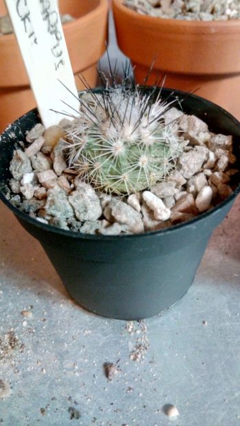 T. viereckii - Turbinicarpus