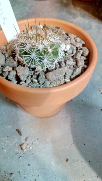 T. horripilus - Turbinicarpus