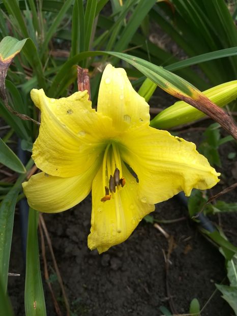  - Hemerocallis 2020