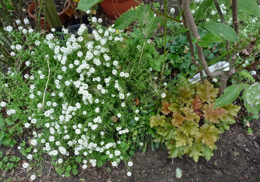  - Alyssum - ciucusoara