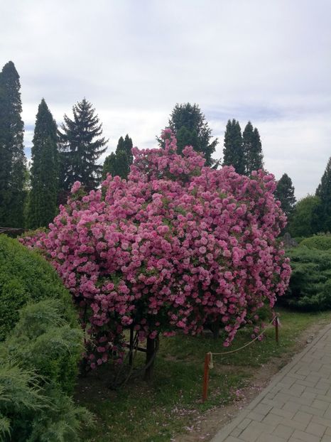  - 2020 Gradina botanica Iasi