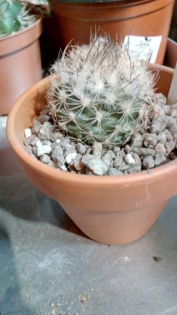 T. saueri ssp.nelissae - Turbinicarpus