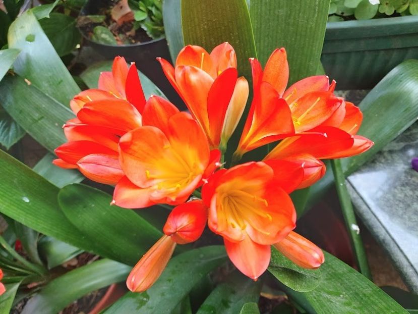  - clivia miniata