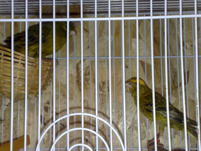 canari 2010 052 - CANARI