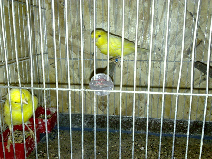 canari 2010 029