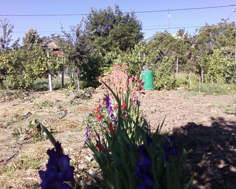 Photo-0001 - Plante de Gradina