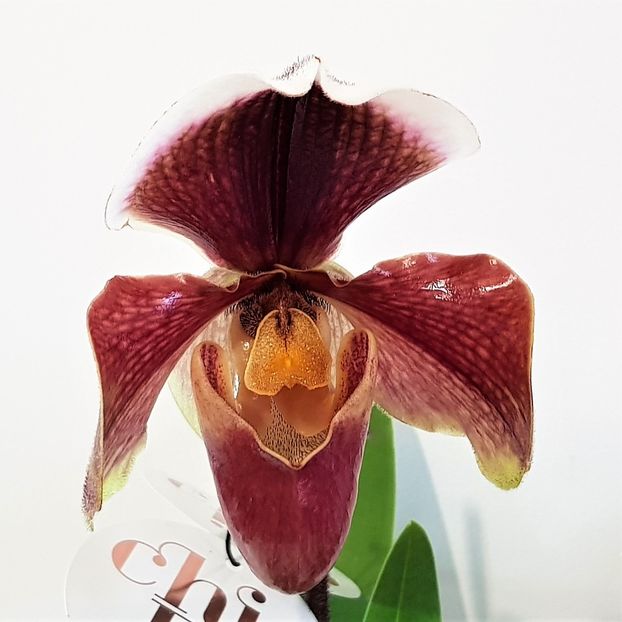  - Paphiopedilum