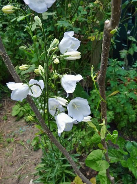  - Campanula