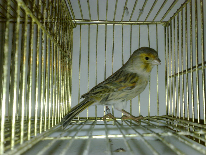 canari--2010 028