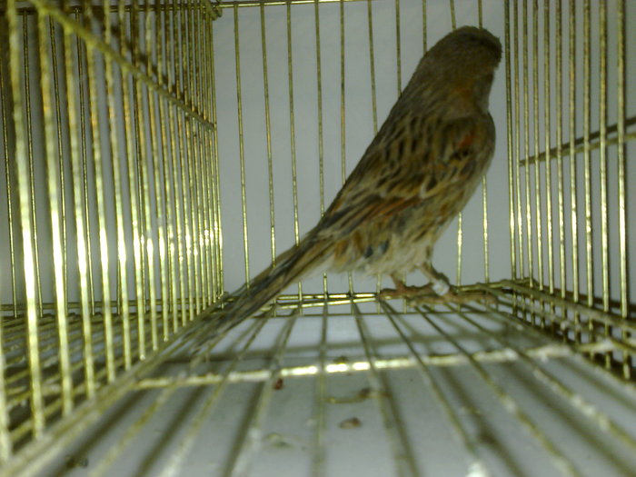 canari--2010 041