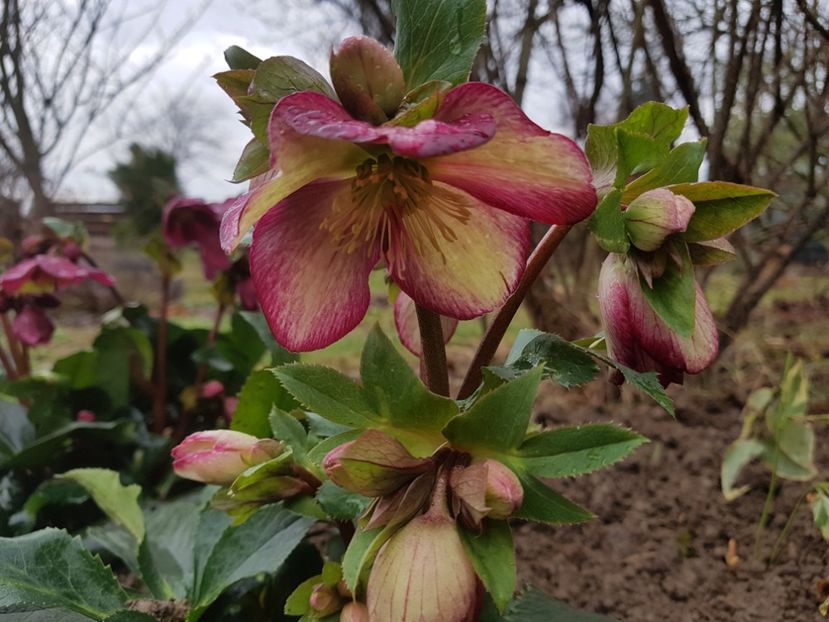  - 2020 Helleborus