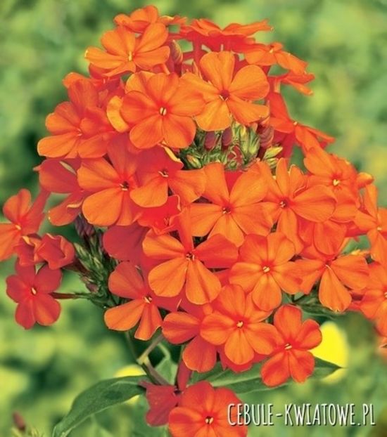 phlox orange peach flame - 0 NOUTATI 2021