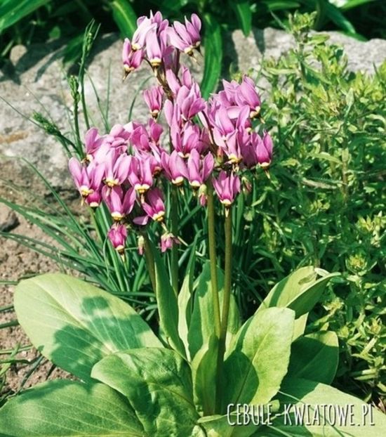 dodecatheon meadia plantare in aprilie, locuri umbrite,5 cm adancime in sol,flori mai- iunie,rezista - 0 NOUTATI 2021