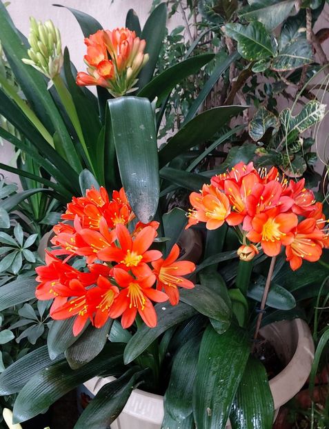  - clivia miniata