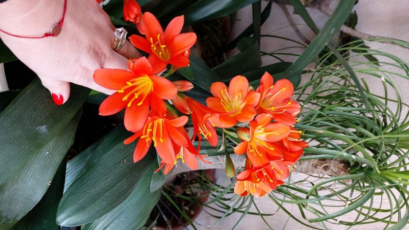  - clivia miniata