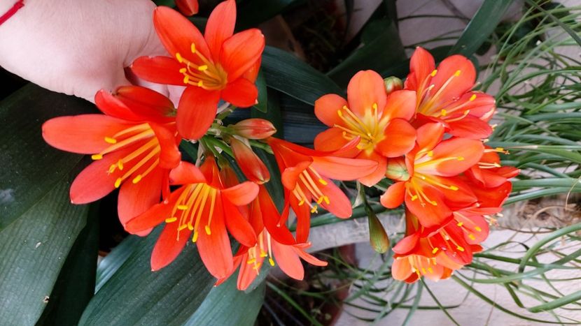  - clivia miniata