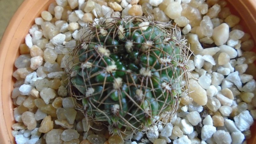 Gymnocalycium mesopotamicum - Cactusi 2020 Gymnocalycium