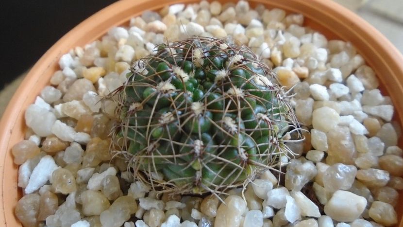 Gymnocalycium mesopotamicum - Cactusi 2020 Gymnocalycium