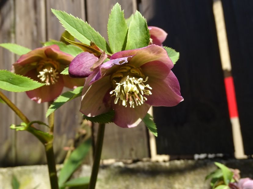  - Helleborus 2021