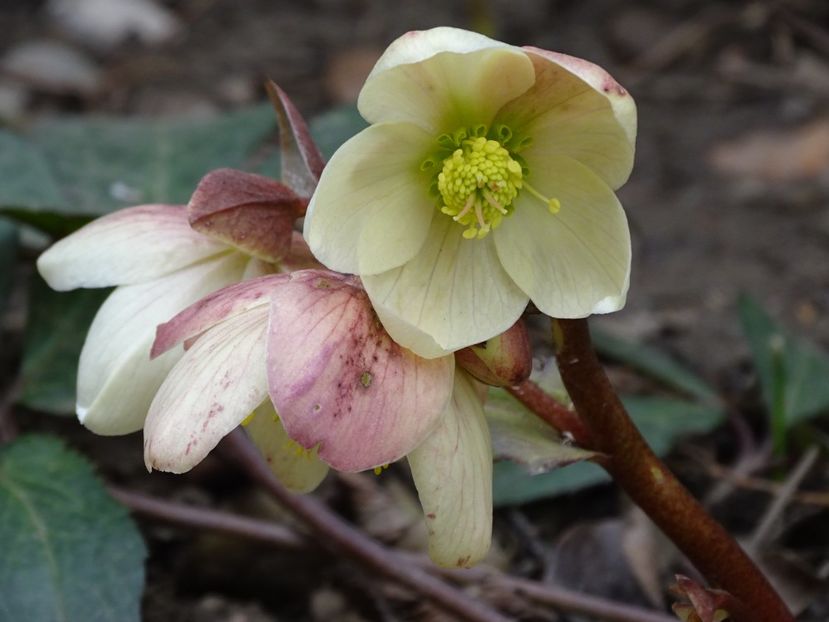  - Helleborus 2021