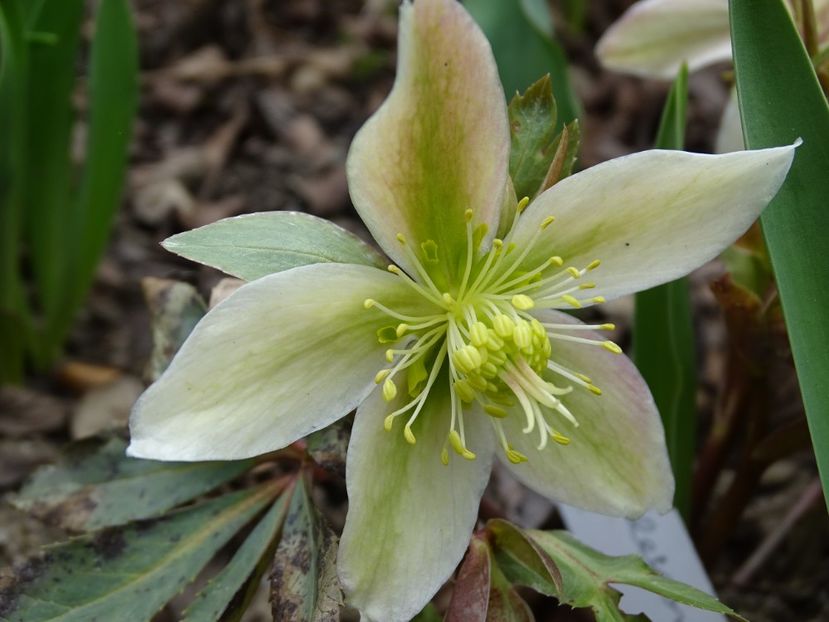  - Helleborus 2021