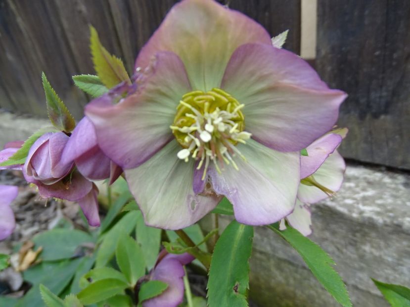  - Helleborus 2021