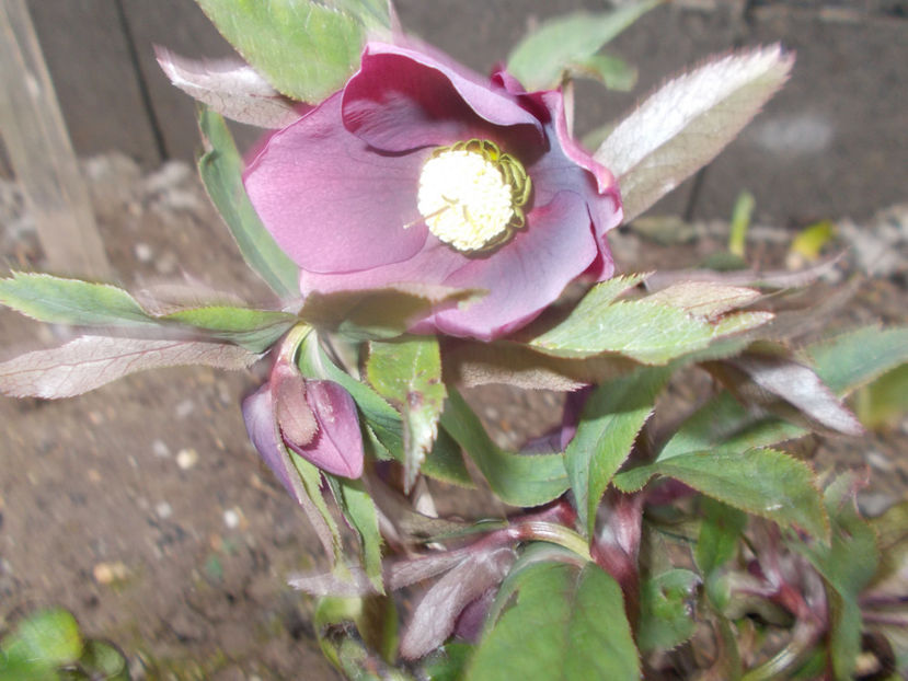 victoria - HELLEBORUS 2020-2021-2022