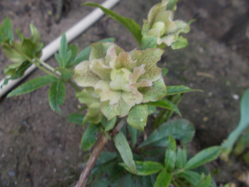  - HELLEBORUS 2020-2021-2022