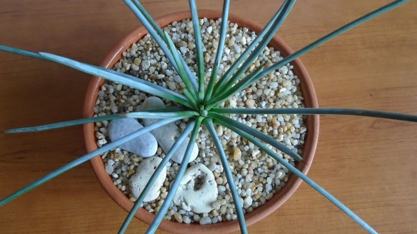 Agave stricta f. nana Minas Asbestos - Suculente-Agave-Yucca si Dracaena 2021