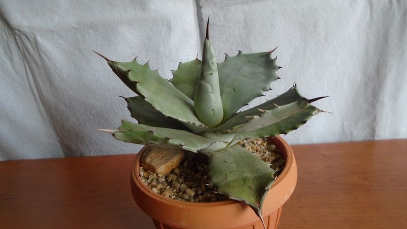 Agave colorata - Suculente-Agave-Yucca si Dracaena 2021