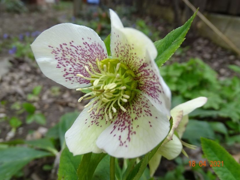  - Helleborus 2021