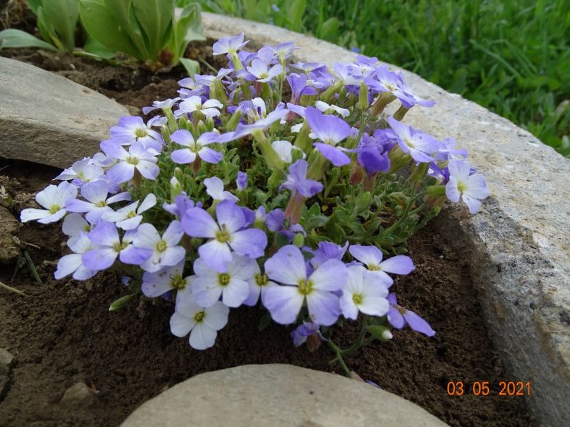 aubrieta Regado blue-white - Stancarie 2021