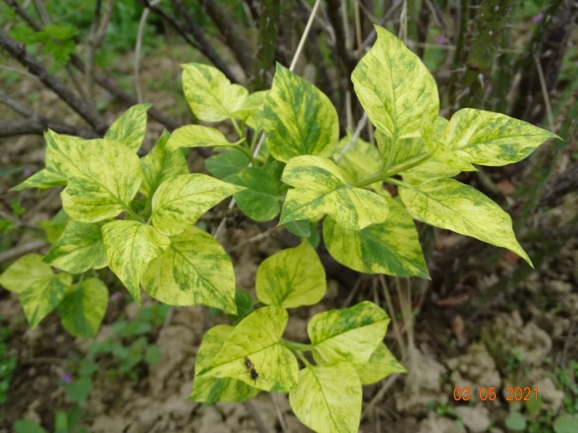 syringa aucubaefolia - z-Dobarland 2021