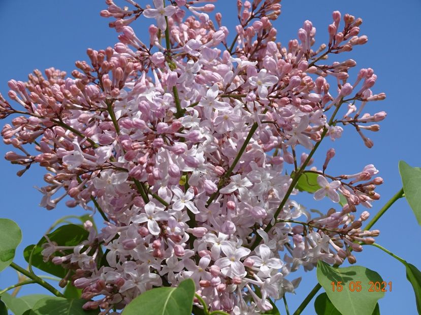 syringa California Rose - Dobarland 2021 2