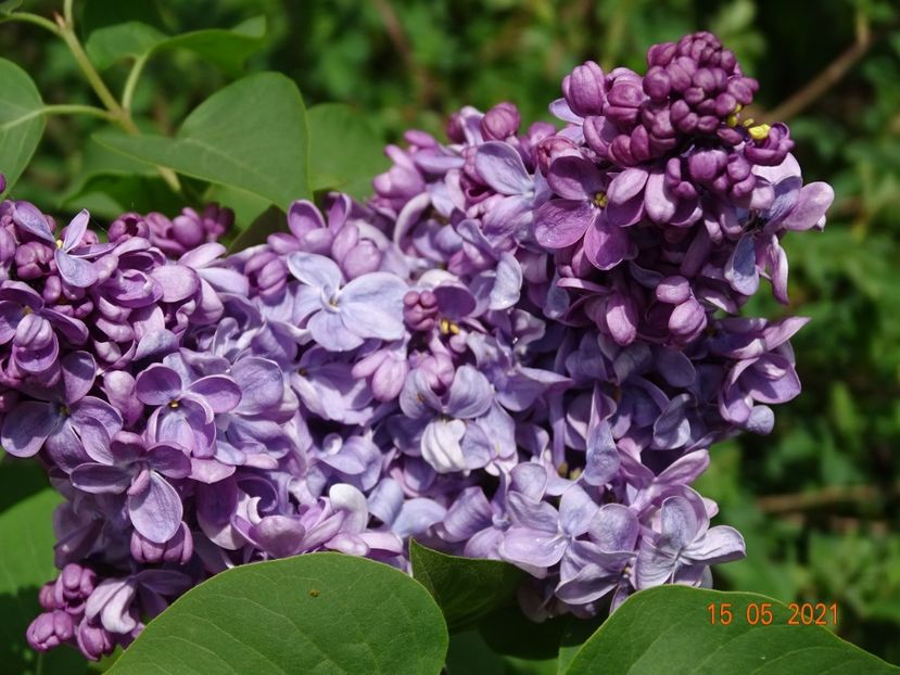 syringa Marechal Lannes - Dobarland 2021 2