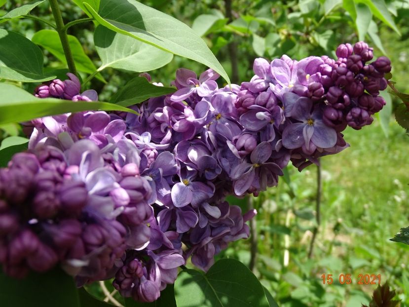 syringa Marechal Lannes - Dobarland 2021 2