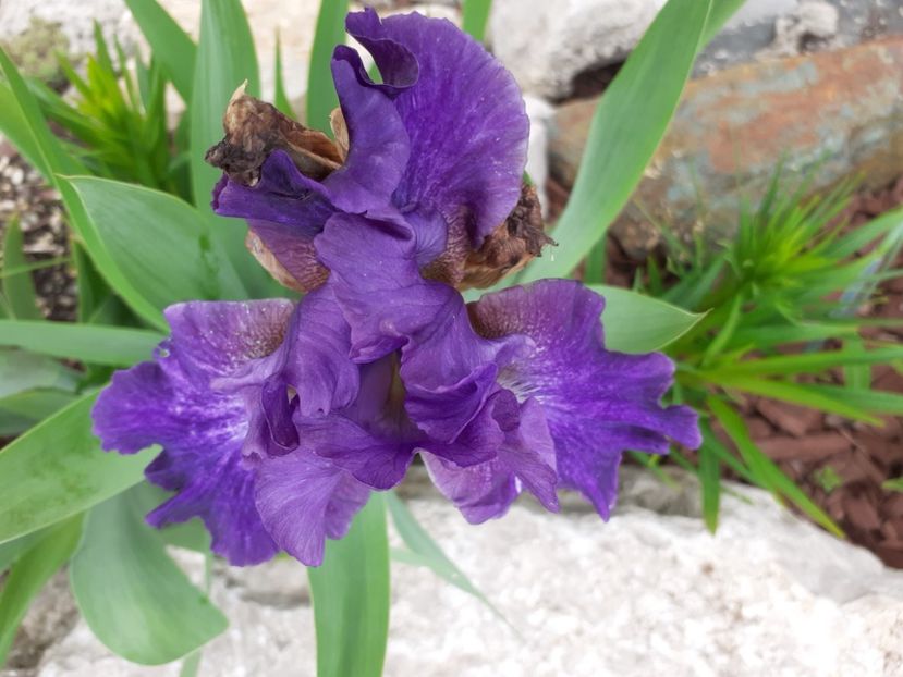 Antique - Iris 2021