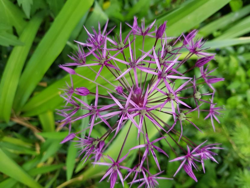  - Allium 2020 21 22