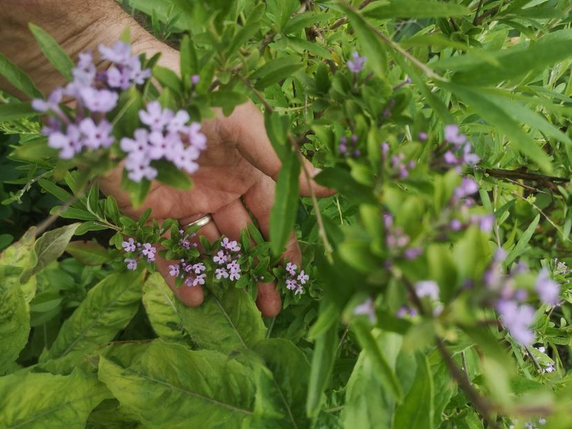 budleja alternifolia - arbori ornamentali 2021