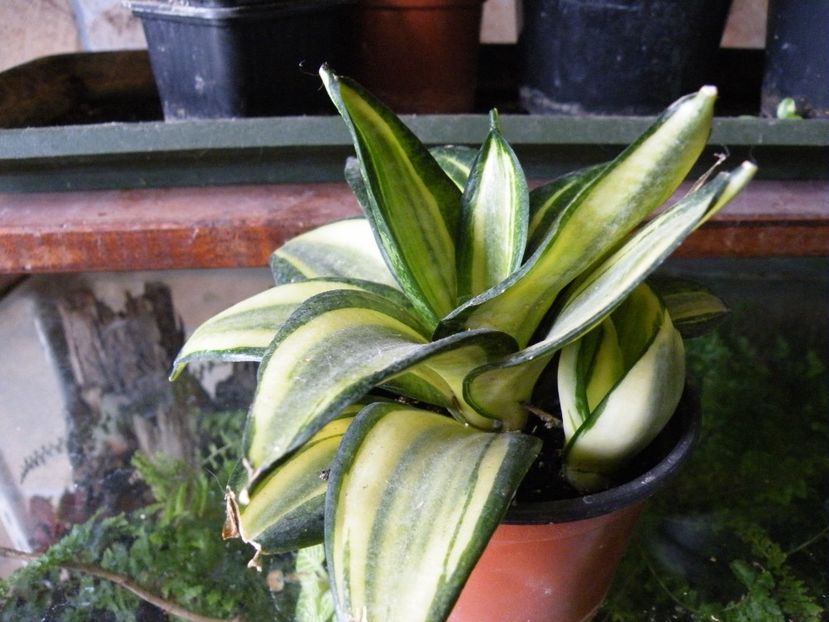  - Colectie sansevieria