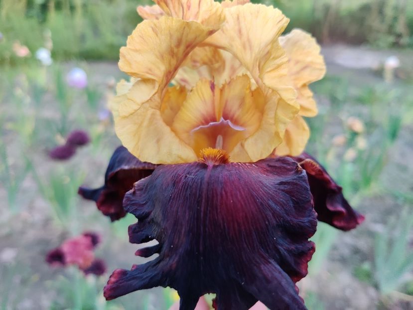  - Iris germanica_barbosi