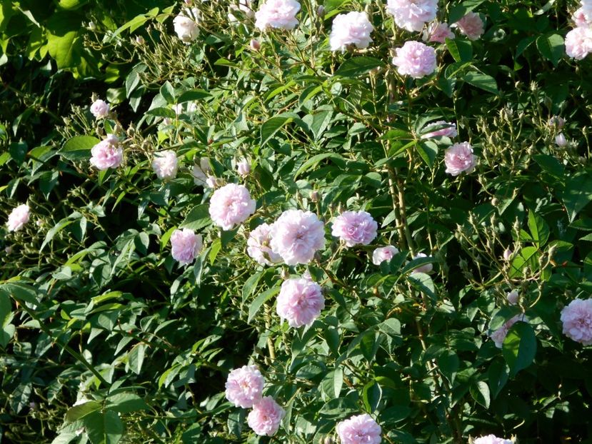 Paul's Himalayan Musk - 2021