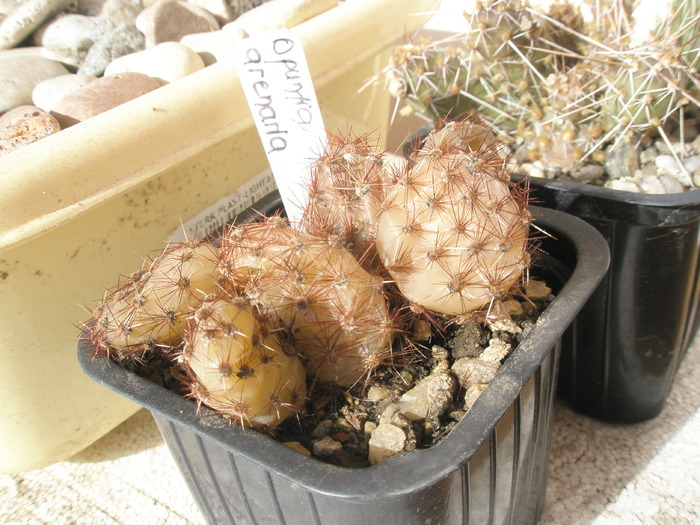 Opintia arenaria care a stat afara - plantele dupa iarna 2010