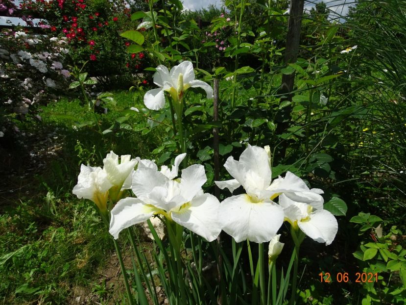 iris sibirica Swan in Flight - Irisi si bujori 2021