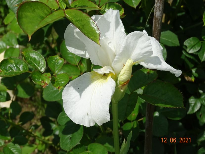 iris sibirica Swan in Flight - Irisi si bujori 2021