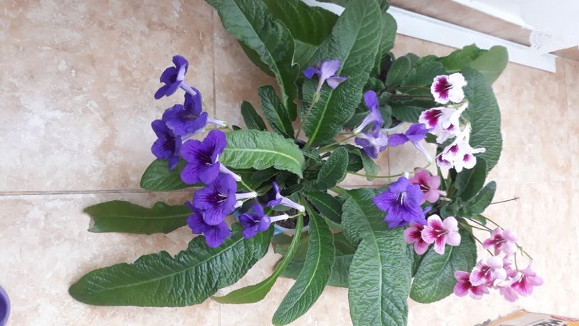  - STREPTOCARPUS