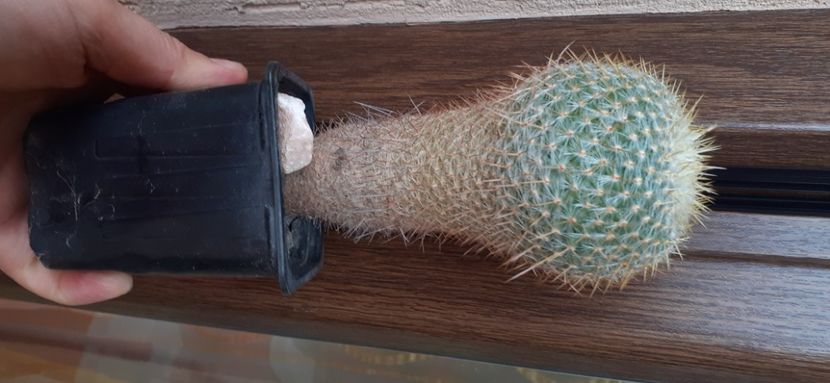 Mammillaria celsiana 15 lei - Vanzare cactusi 2021