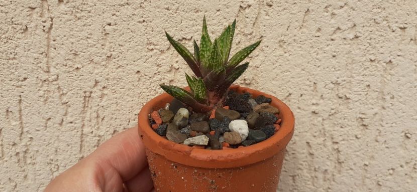 Haworthia herbacea 10 lei - Vanzare suculente 2021