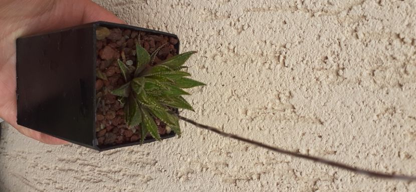 Haworthia variegata v petrophylla, 20 lei - Vanzare suculente 2021