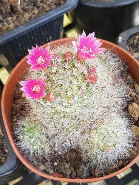 Mammillaria bocasana roseiflora - Mammillaria